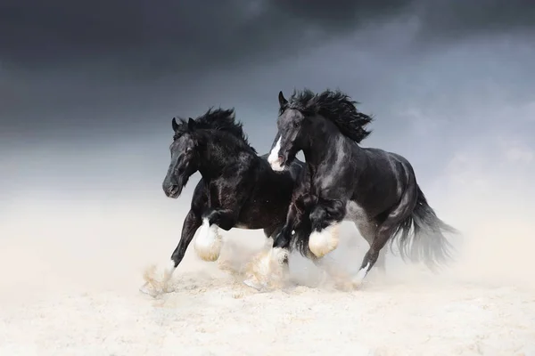 Dwa czarne konie Shail rock wyścig po piasku z nieba. — Zdjęcie stockowe