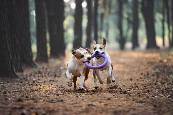 Deux beaux chiens jouent ensemble et portent le jouet au propriétaire . — Photo