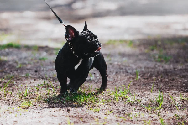 Um jovem cão da raça é um bulldog francês em uma trela. Retrato de um cão puro-sangue . — Fotografia de Stock