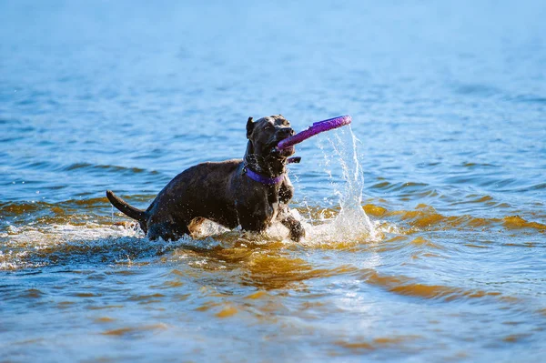 Cane Corso πιάνει το παιχνίδι μέσα στο νερό. Παίζεται ένα μεγάλο μπλε κοστούμι σκυλί — Φωτογραφία Αρχείου