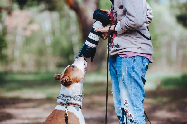 美国斯塔福郡梗的犬种与摄影师沟通并嗅相机镜头 — 图库照片