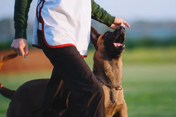 Yarışmalarda sevgili köpek doğurmak Belçika çoban köpeği. Malinois bir adam gider ve gözlerinin içine bakar