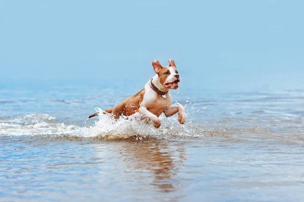 Schöne blassblaue Hunderasse American Staffordshire Terrier badet im Wasser, springt und sprüht auf verschwommenem Hintergrund — Stockfoto