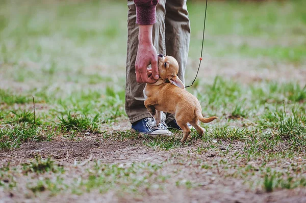 A mini dog breed of mini chihuahua is fluttering to a man — Stock Photo, Image