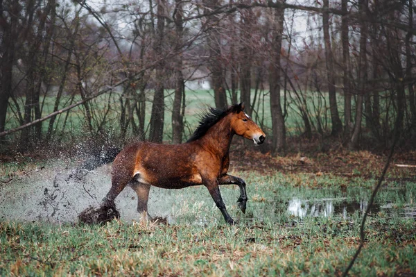 Beautiful bay horse apples with a long mane galloping through the water.