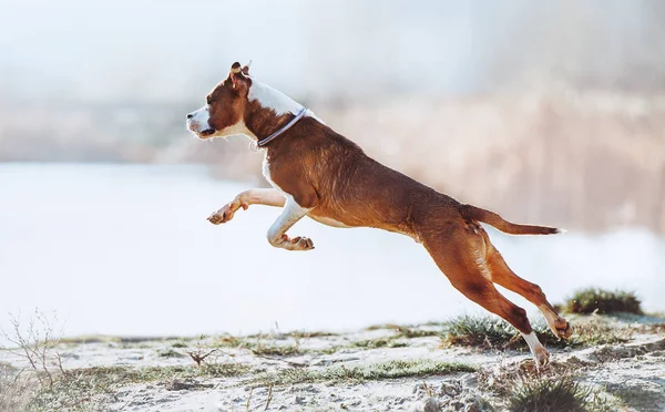 Güzel genç köpek yavrusu atlama ve hafif bir arka plan üzerinde eğlenirken — Stok fotoğraf