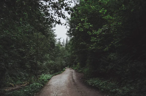 A estrada na floresta caduca escura em um dia chuvoso nublado — Fotografia de Stock