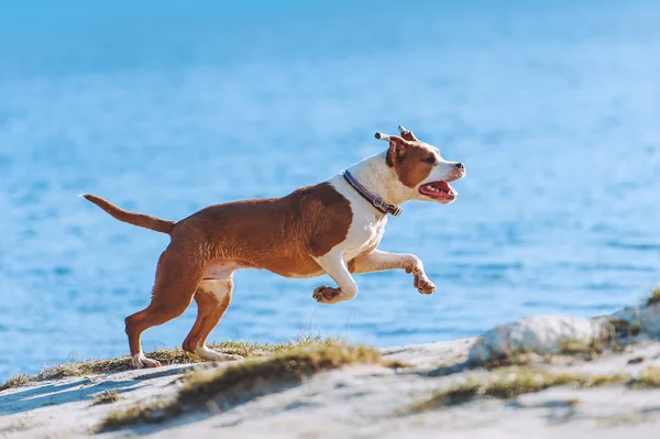 Ein schöner weiß-brauner Rüde amerikanischer Staffordshire Terrier rennt und springt vor dem Hintergrund des Wassers — Stockfoto