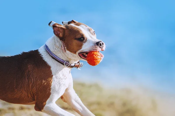 Portret van een pup met een bal in zijn tanden. — Stockfoto