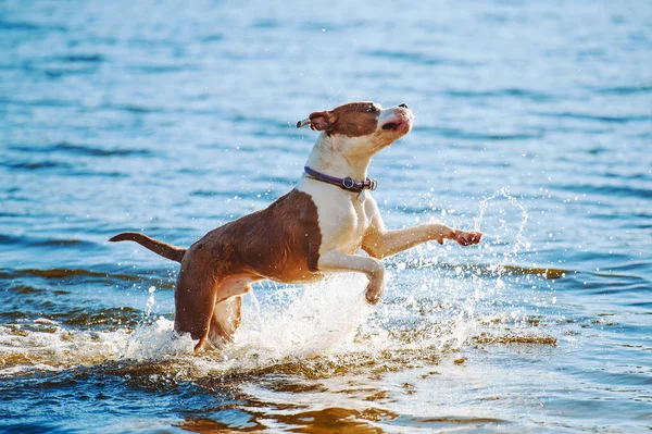 Seekor anjing jantan kulit putih-coklat yang cantik anjing Amerika Staffordshire terrier berjalan dan melompat dengan latar belakang air — Stok Foto