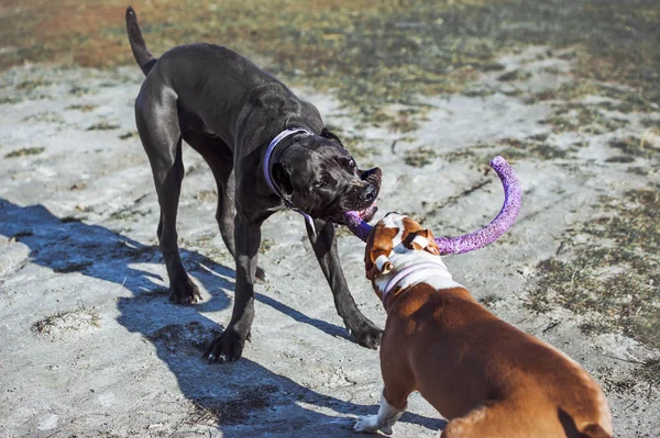 Két fiatal kutyákat cane corso és egy Amerikai Staffordshire terrier játszani egy játékot, az utcán. — Stock Fotó