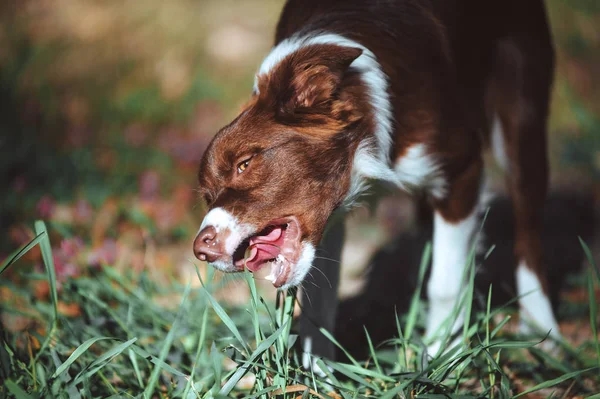 Portret van een pup broedt een border collie van chocolade kleur. De hond eet gras — Stockfoto