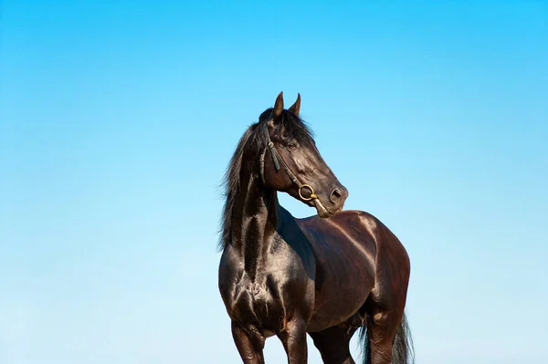 Hermoso retrato de un caballo negro sobre un fondo de cielo azul — Foto de Stock