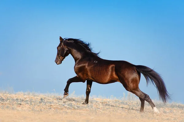 令人惊叹的黑色种马穿过田野奔驰在蓝蓝的天空背景上。马鬃毛发展在风中 — 图库照片