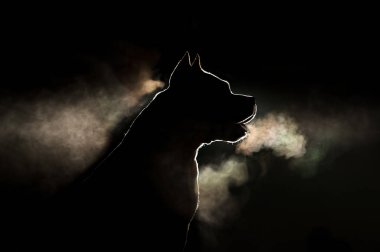 Bir doğurmak-in köpek siluet siyah bir arka plan arka ışık'Amerikan Staffordshire Terrier görülürler. A köpek yani steamingactiveamericanamerican staffordshire terrieramstaffanimalanimalsbackgroundbacklightbeautifulbeautybreathbreedbul portresi