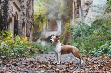 Beautiful dog breed American Staffordshire Terrier in exterior rack against the background of ruins of the castle clipart