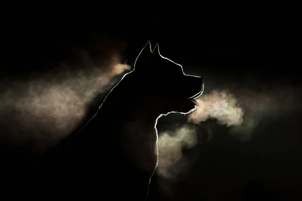 Silhouette of a breed of dog breeds American Staffordshire Terrier in backlight on a black background. Portrait of a dog that is steamingactiveamericanamerican staffordshire terrieramstaffanimalanimalsbackgroundbacklightbeautifulbeautybreathbreedbul