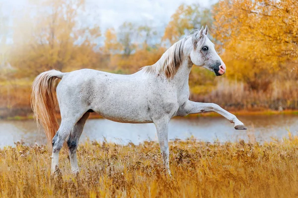 Belo Garanhão Árabe Margem Rio Fundo Amarelo Outono Cavalo Graciosamente — Fotografia de Stock