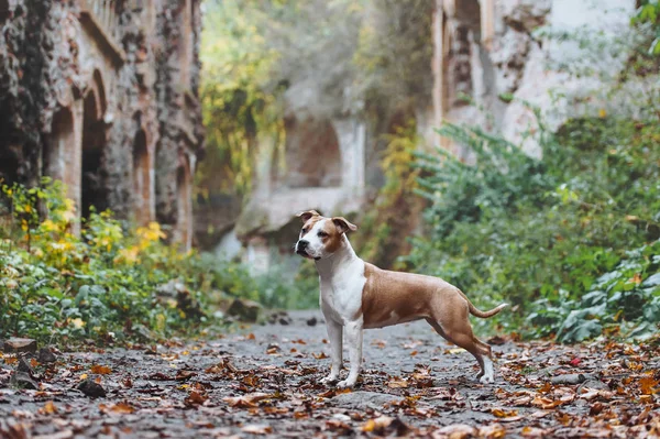 Beautiful Dog Breed American Staffordshire Terrier Exterior Rack Background Ruins — Stock Photo, Image