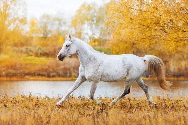 美しい馬アラビア品種白いスーツ フォレストと黄色の紅葉の背景に立っています 種馬はフィールドでトロットを実行します — ストック写真