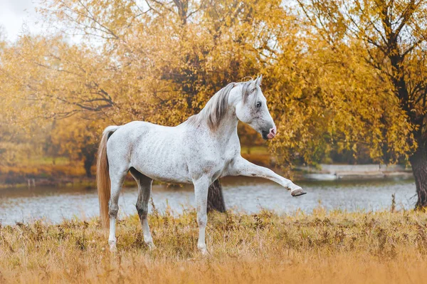 Mooie Arabische Hengst Staande Rivieroever Herfst Gele Achtergrond Het Paard — Stockfoto