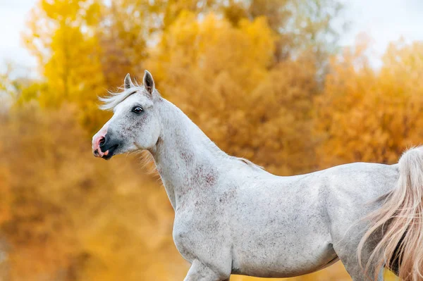 Vackra Uttrycksfulla Porträtt Vit Hingst Arabian Porody Loshad Rörelse Bakgrunden — Stockfoto