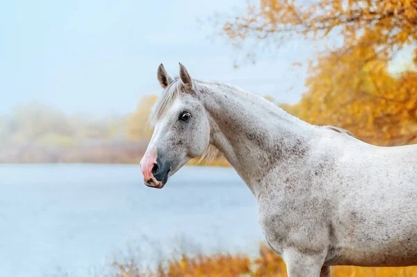 Piękny Ekspresyjny Portret Porody Arabian Biały Stallion Loshad Stoi Tle — Zdjęcie stockowe