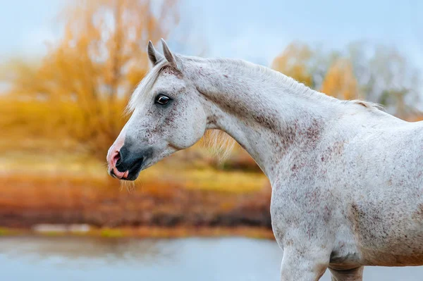 Uttrycksfulla Porträtt Arabisk Hingst Profil Höst Gul Bakgrund Hästen Står — Stockfoto