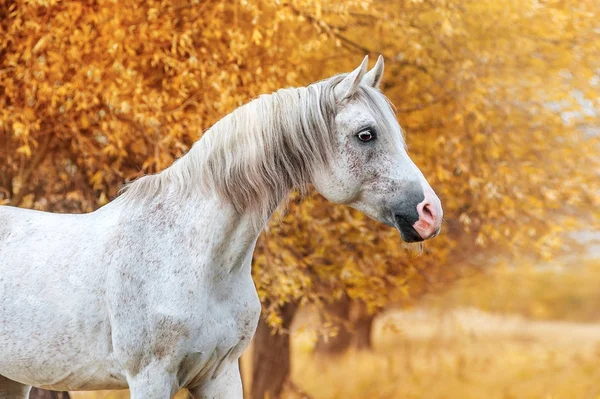 Hermoso Retrato Expresivo Una Raza Árabe Semental Blanca Cabeza Caballo — Foto de Stock