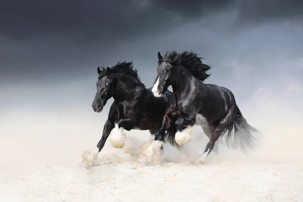 Dos Caballos Negros Roca Shail Corren Largo Arena Contra Cielo —  Fotos de Stock