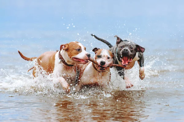 Grupa Silne American Staffordshire Terrier Bawiące Się Wodzie Kijem Trzy — Zdjęcie stockowe