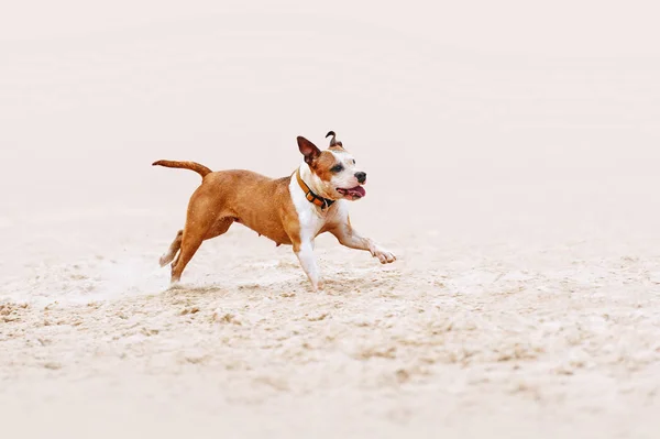 Belo Cão Musculoso Raça American Staffordshire Terrier Corre Galope Sobre — Fotografia de Stock