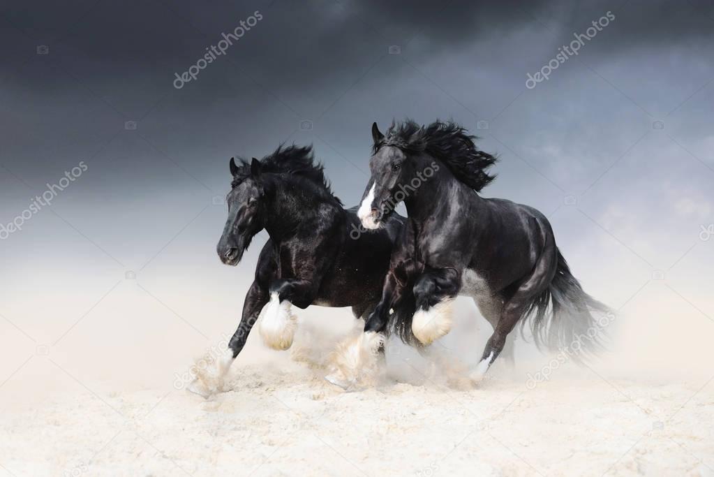 Two black horses of the Shail rock race along the sand against the sky. Two free horses