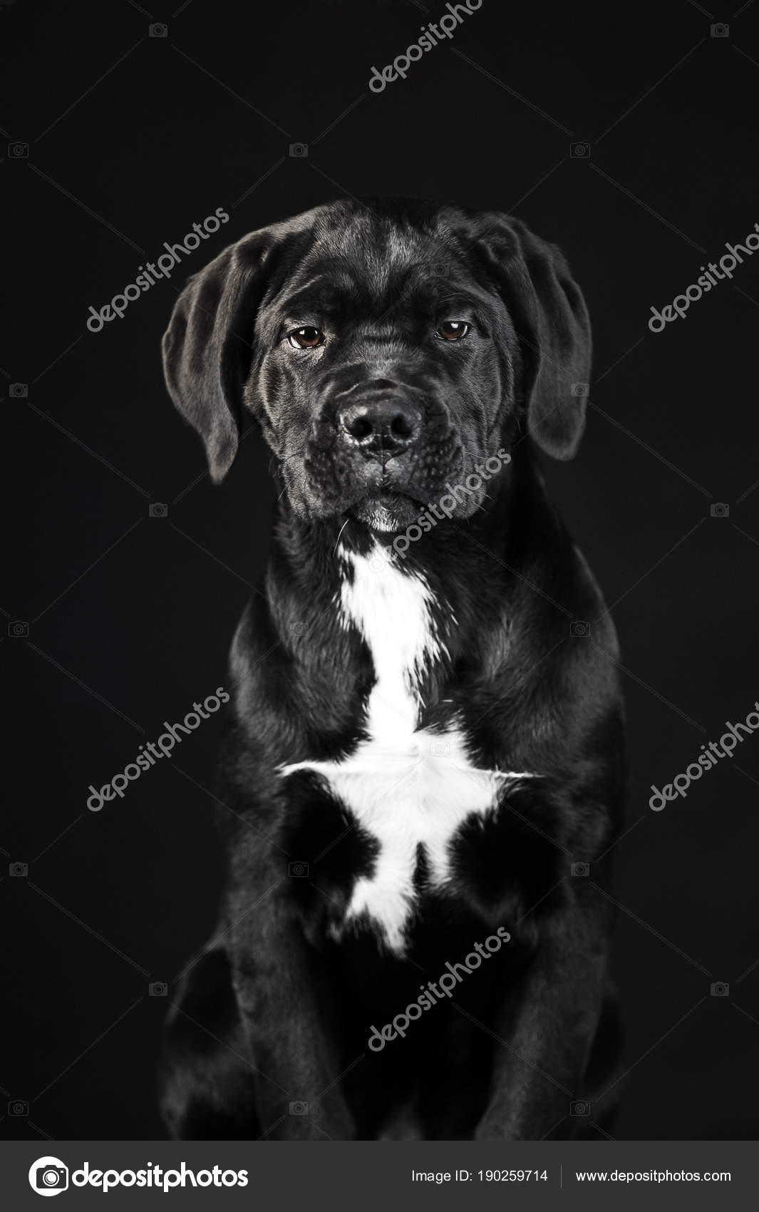 Featured image of post Black Black Background Cute Puppies
