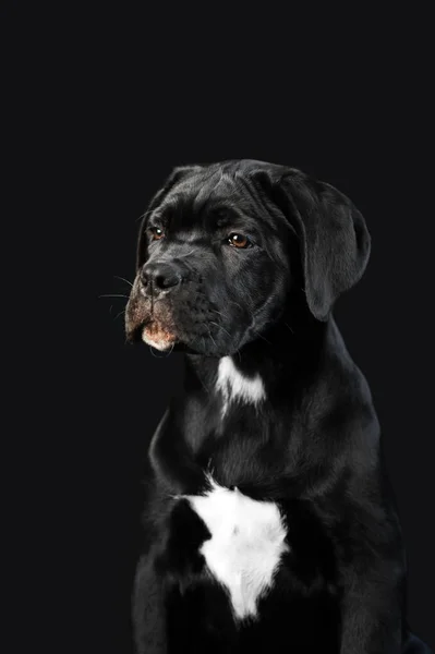 Zwarte Pup Cane Corso Een Zwarte Achtergrond Portret Van Een — Stockfoto