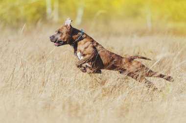 Güçlü, kaslı bir köpek uzun otların arasından atlar. Büyük kaplan spor köpeği.