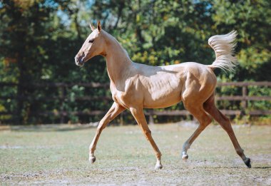 İsabella renginde genç ve güzel bir at. Akhal-Teke at ayakçıları