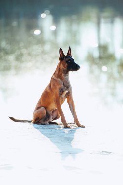 Malinois cinsi bir köpeğin tam boy portresi. Köpek sahilde beyaz bir kumsalda oturuyor. Sudan yansıyan parıltının arka planında.