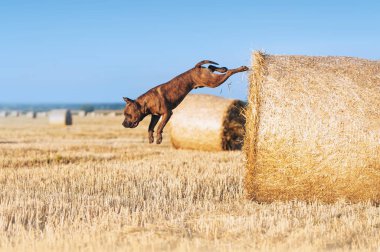 Athletic muscular dog jumping from a height in a wheat field. Motion for a terrier. clipart