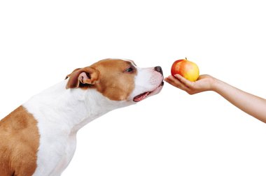Bir adam elinde bir elma tutuyor. Yemek kokusu alan beyaz bir arka planda izole edilmiş bir köpeğin portresi..