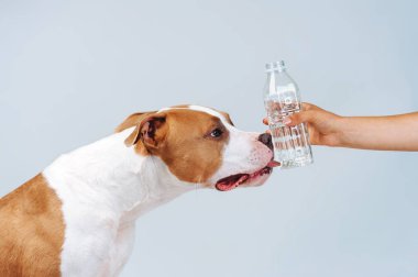 Dog drinking water. The man waters the dog with water. Dog licks a bottle of water in the hands of a man on a gray background