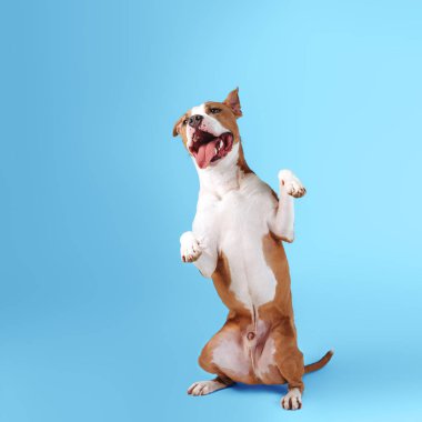 Büyük mutlu bir köpek mavi bir arka planda oturur. Köpek numarayı yapıyor ve sincap gibi duruyor.