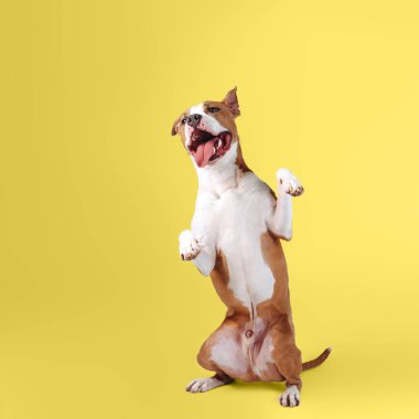 Parlak sarı arka planda mutlu büyük bir köpek.