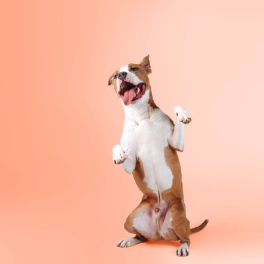 Büyük mutlu köpek arka ayakları üzerinde duruyor ve pembe bir arka planda gülümsüyor.