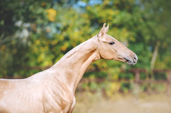 Akhal Teke品种的一匹小马的美丽肖像 长脖子的马的头 — 图库照片