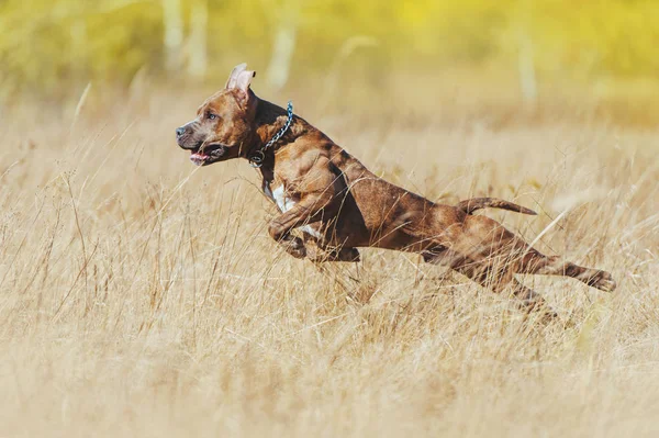 Seekor Anjing Berotot Yang Kuat Melompat Melalui Rumput Tinggi Harimau — Stok Foto