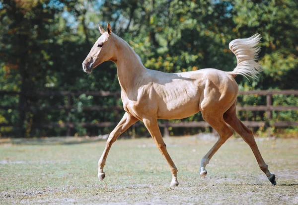 Jovem Cavalo Bonito Cor Isabella Troncos Cavalo Akhal Teke — Fotografia de Stock