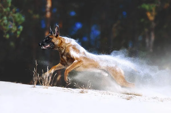 Grand Chien Race Malinois Court Dans Sable Dissipant Les Grains — Photo