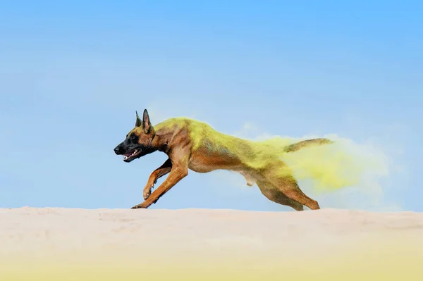 A large dog of Malinois breed runs in the sand, dispelling grains of sand. Dog in yellow Holi paint