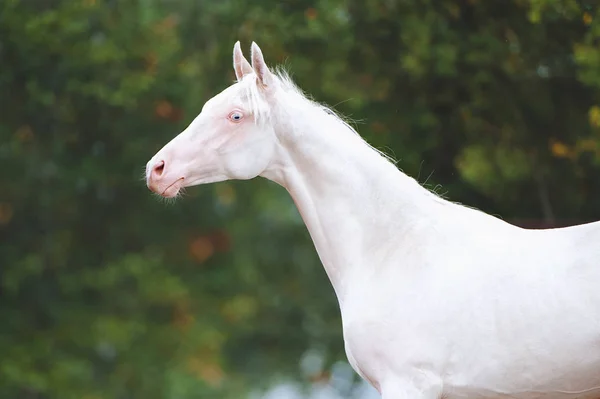 Ritratto Bellissimo Cavallo Razza Akhal Teke Uno Sfondo Fogliame Verde — Foto Stock